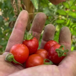TOMATE CERISE - ROS