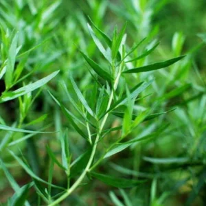 ESTRAGON DE RUSSIE - ROS