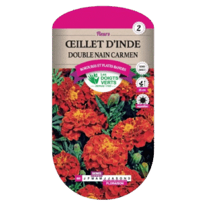 OEILLET INDE DBLE NAIN CARMEN - ROS