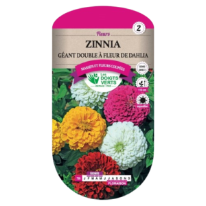 ZINNIA 2G GEANT DBLE FLEUR DAHLIA - ROS