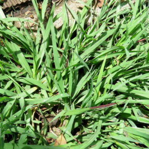 GAZON PASPALUM NOTATUM 5KG