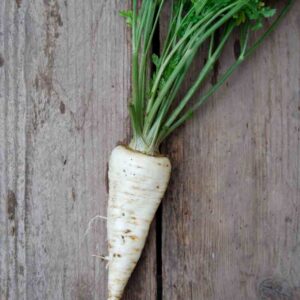 PERSIL GROSSE RACINE GROS HAT - ROS