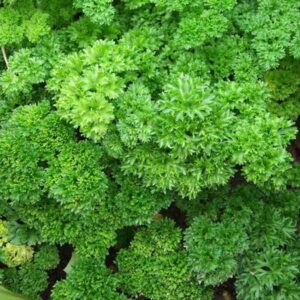 PERSIL FRISE VERT FONCE ECO