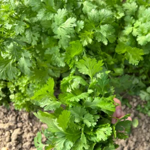 CORIANDRE CULTIVEE 5G- ROS/VJ - 3354120254537