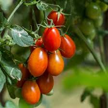 TOMATE ROMA BTE 100G - ROS