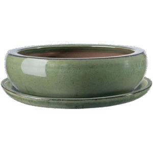 BAC ROND + PLAT 24CM 0.6L JUNGLE BONZAÏ