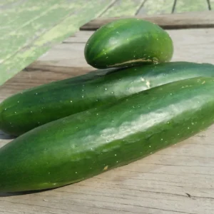 CONCOMBRE GREEN SEA - 600SD