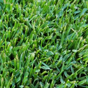 GAZON PASPALUM NODATUM 800G 30M2