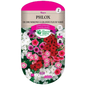 PHLOX DE DRUMMOND GDE FLEUR VARIE