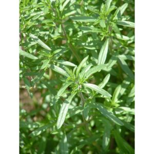 SARRIETTE ANNUELLE - ROS