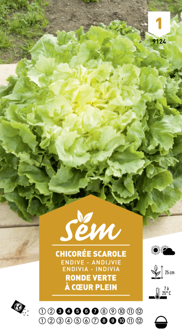 CHICOREE 3G SCA RDE VERTE - SNR