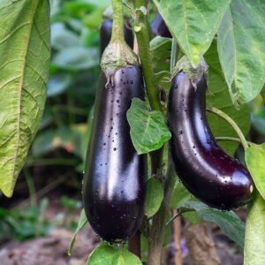 AUBERGINE 3G DE BARBENTANE VJ/ROS 3354120240080