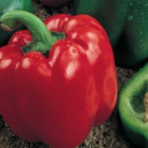 PIMENT 2.5G DOUX YOLO WONDER- VJ-3354120249731